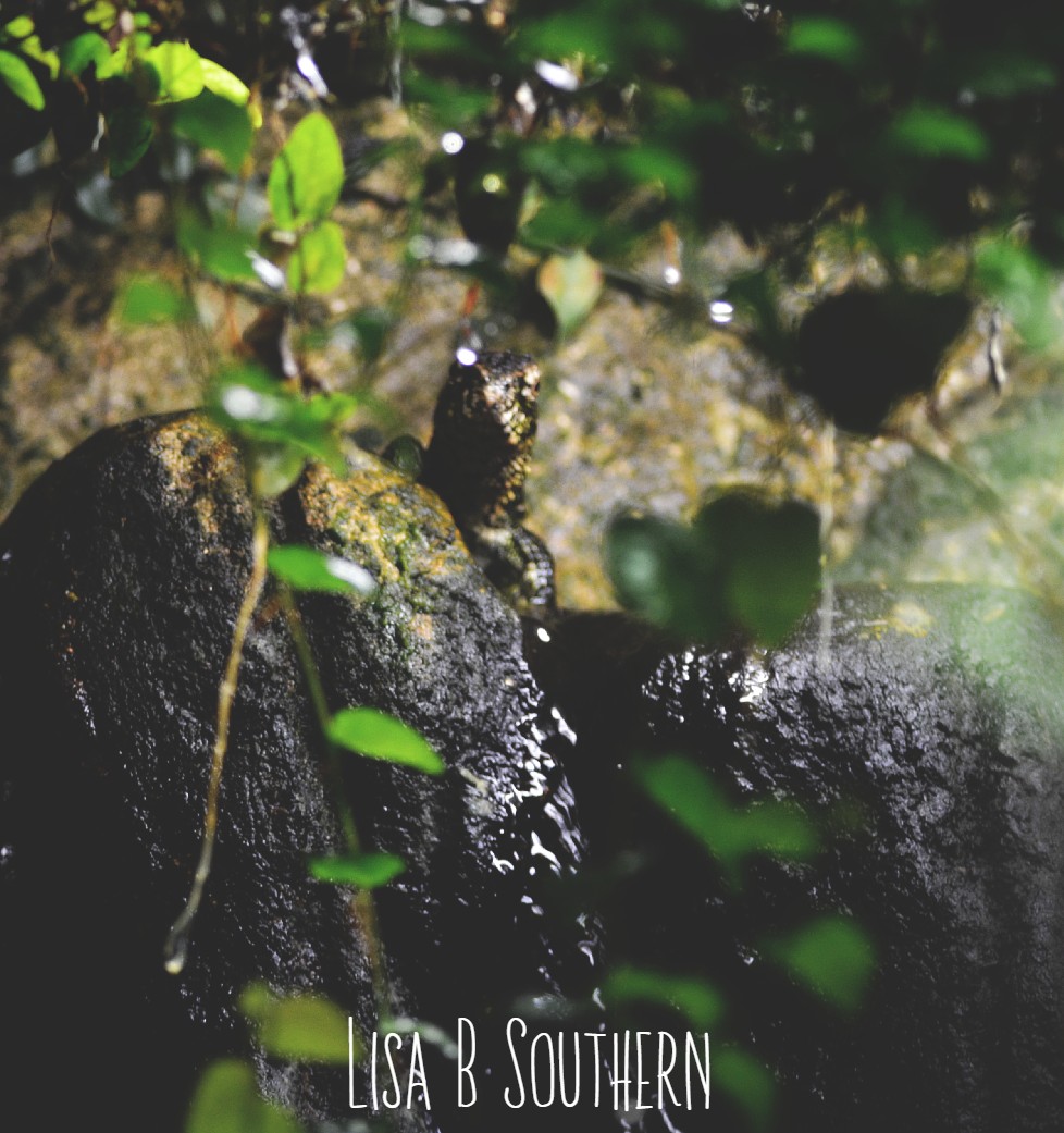 Chinese Crocodile Lizard