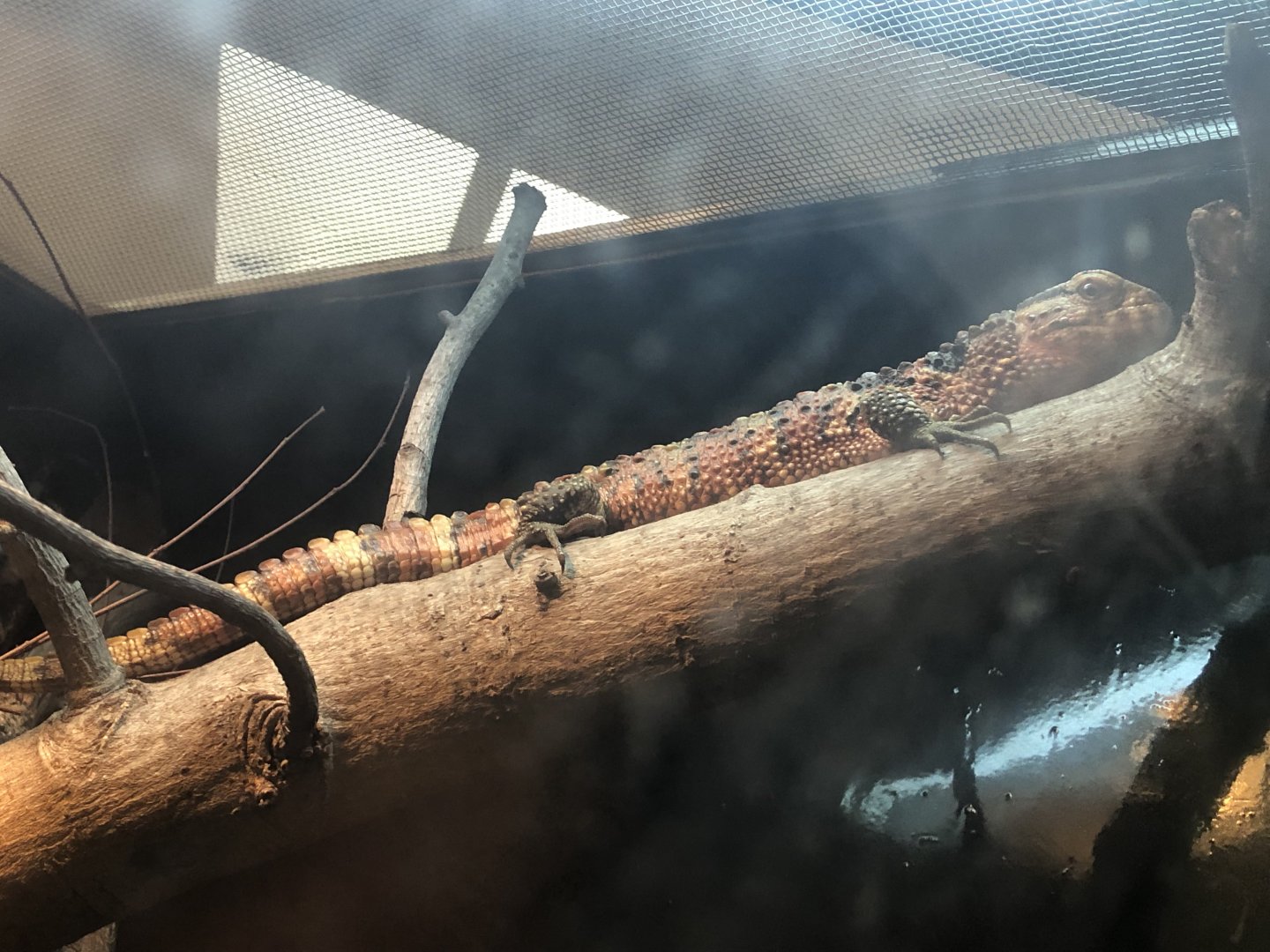 Chinese crocodile lizard