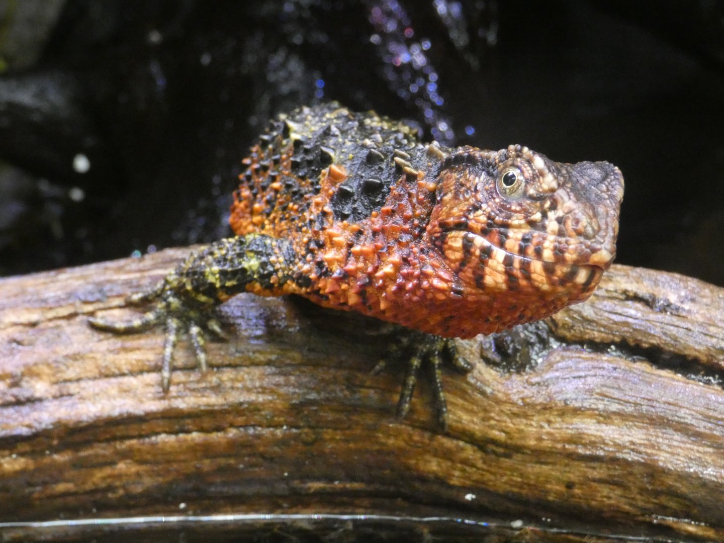 Chinese crocodile lizard