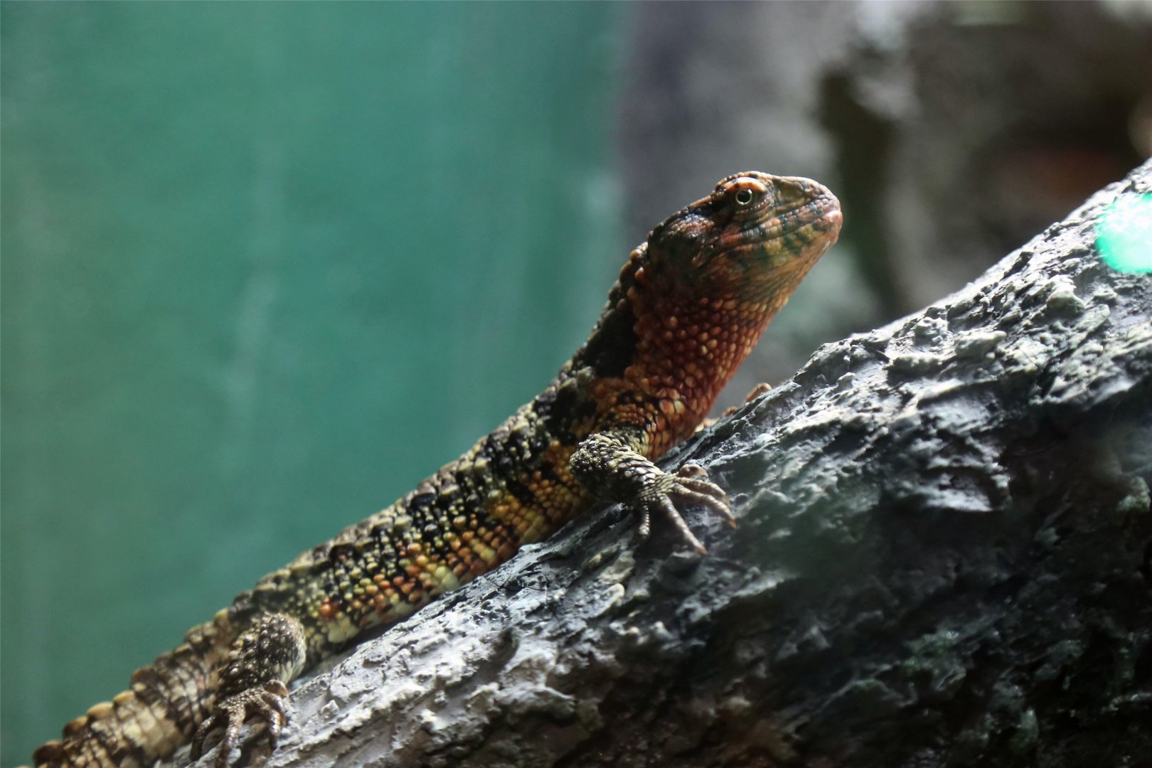 Chinese Crocodile Lizard