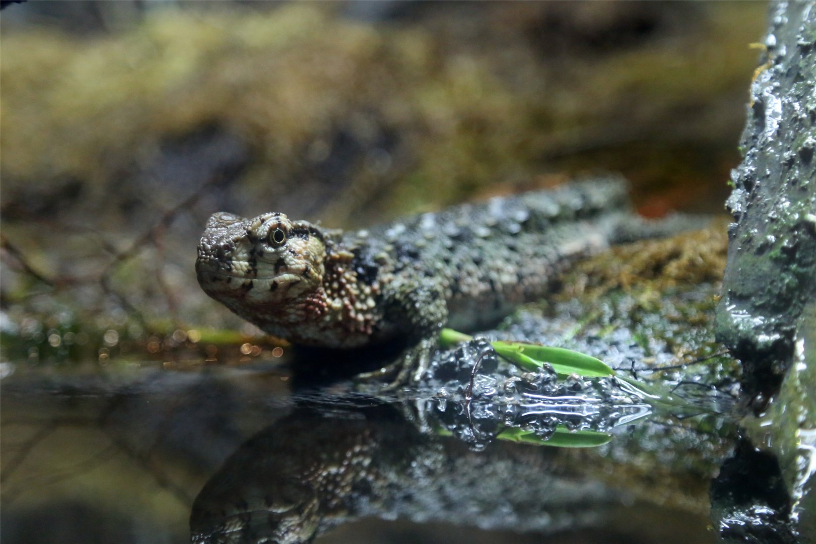 Chinese Crocodile Lizard