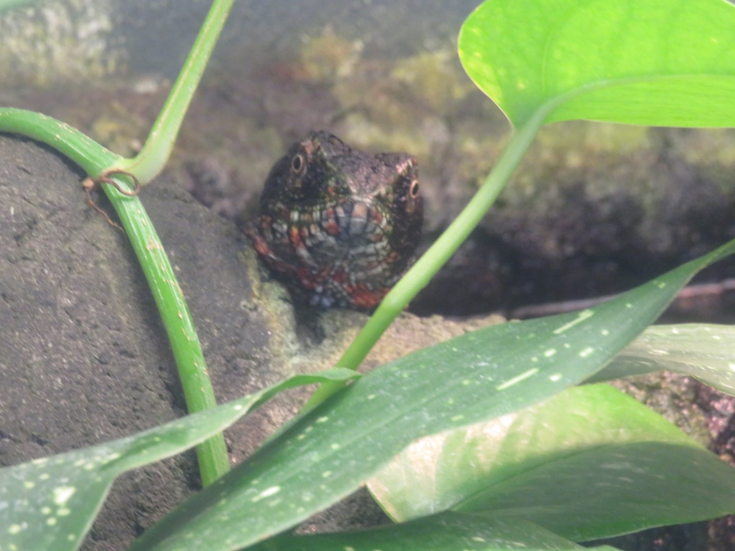 Chinese crocodile lizard