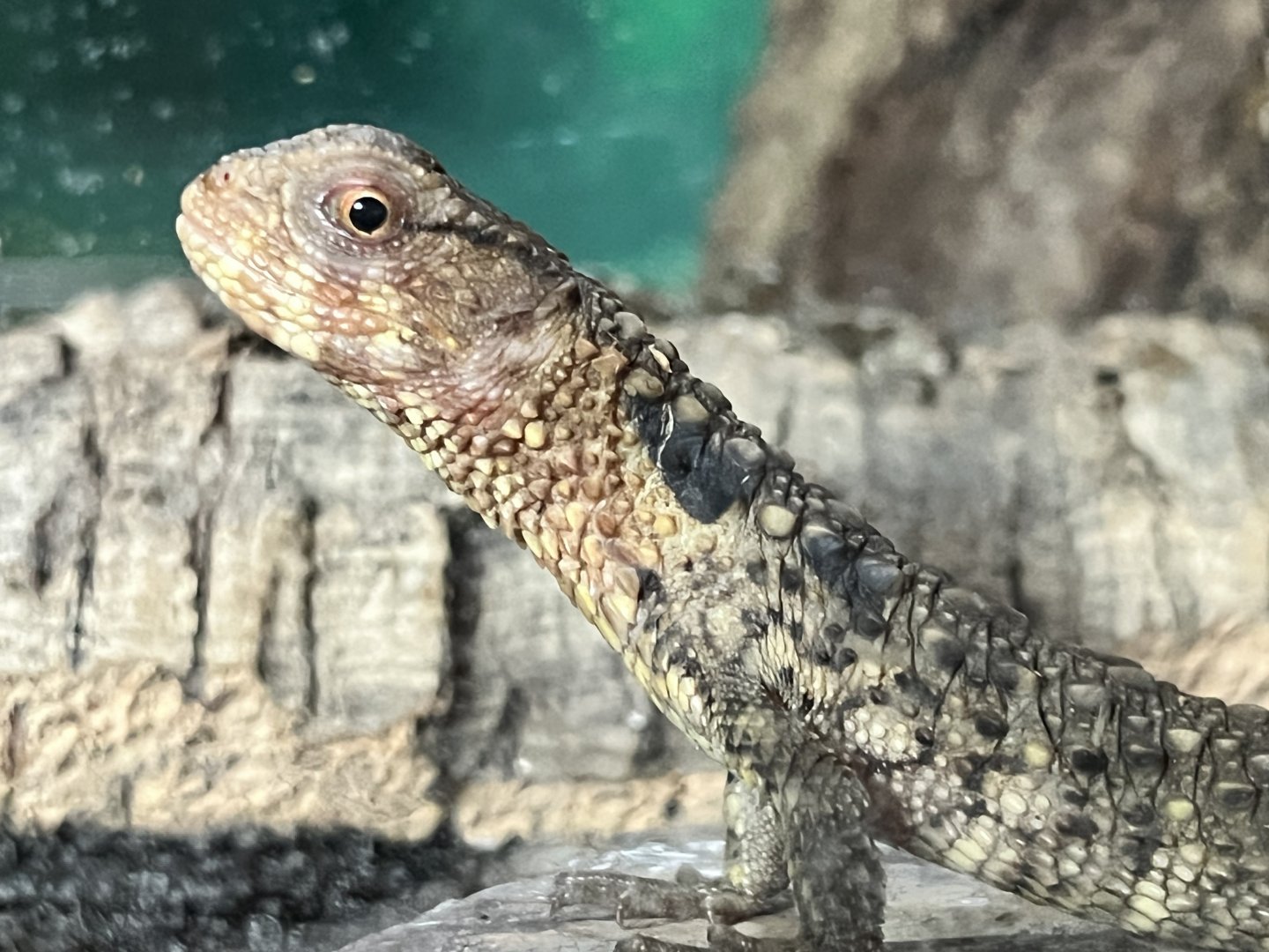 Chinese crocodile lizard