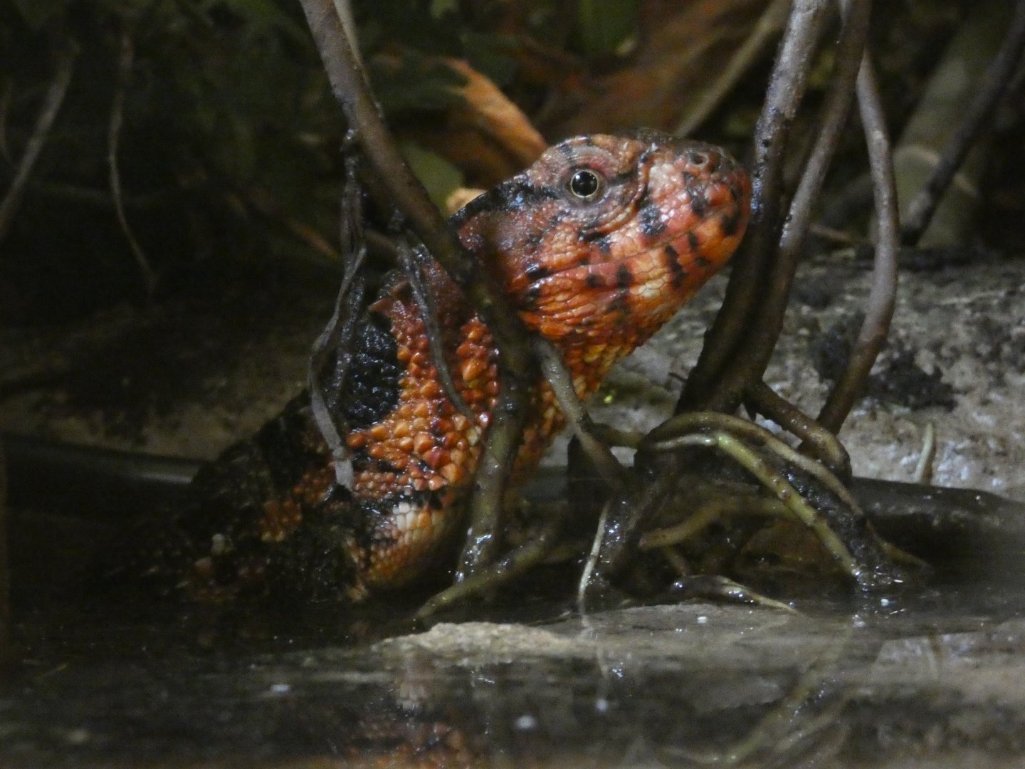 Chinese crocodile lizard