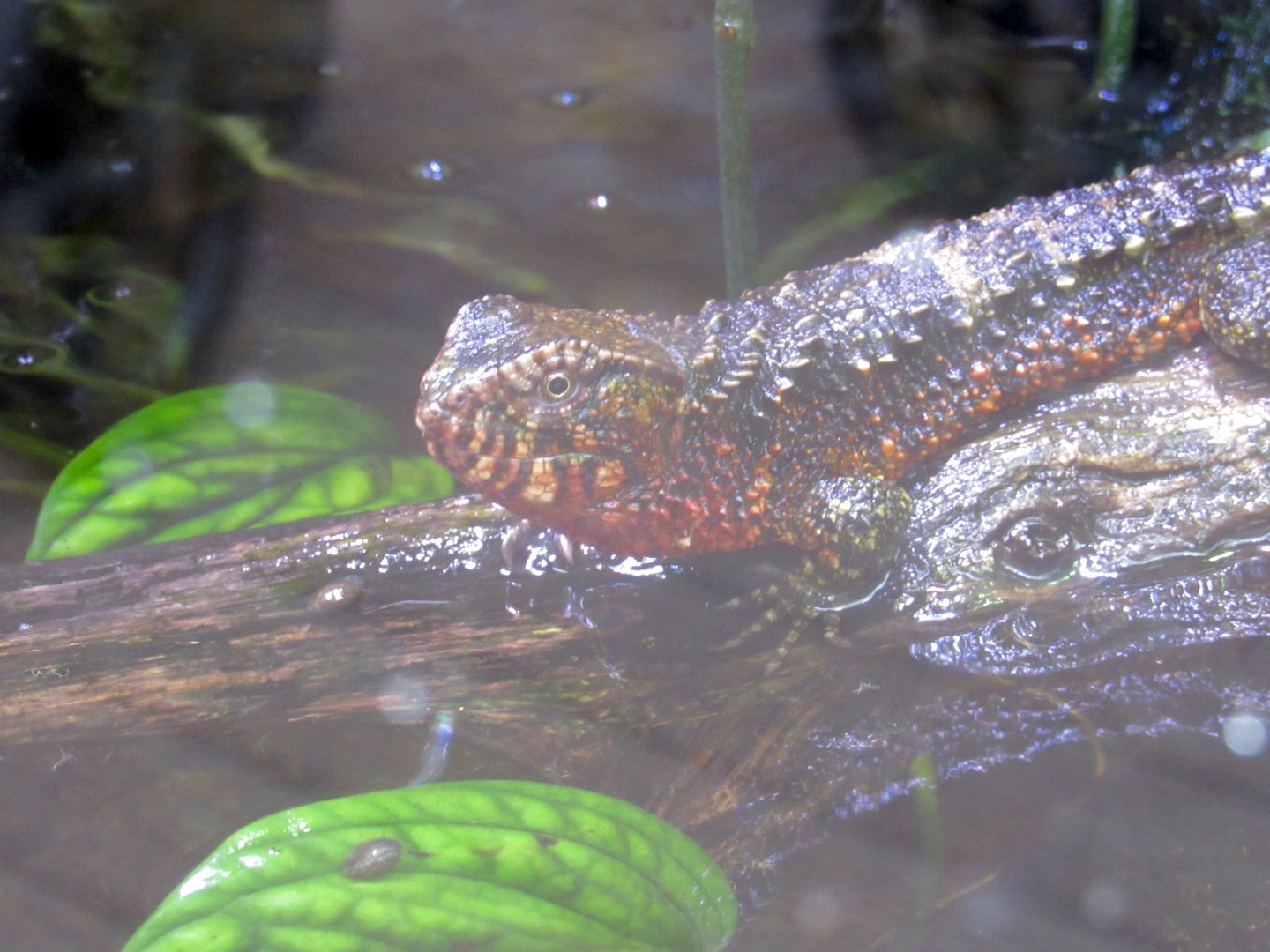 Chinese Crocodile Lizard