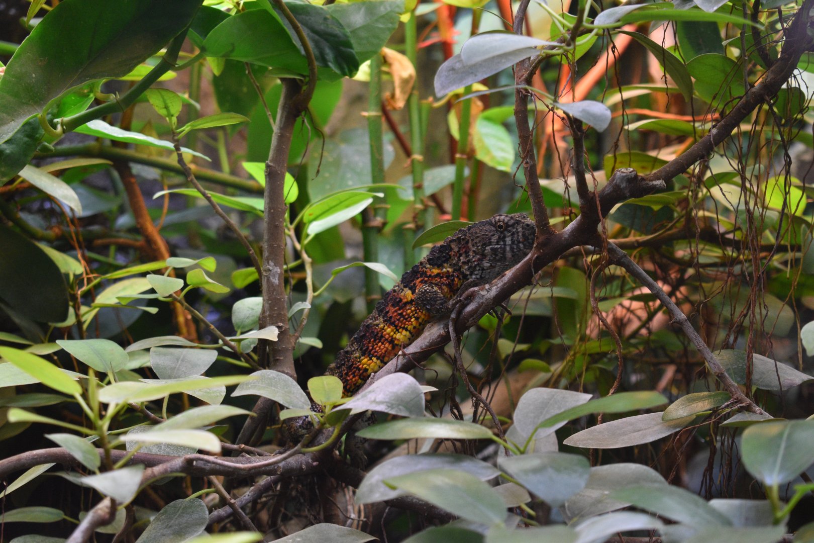 Chinese crocodile lizard