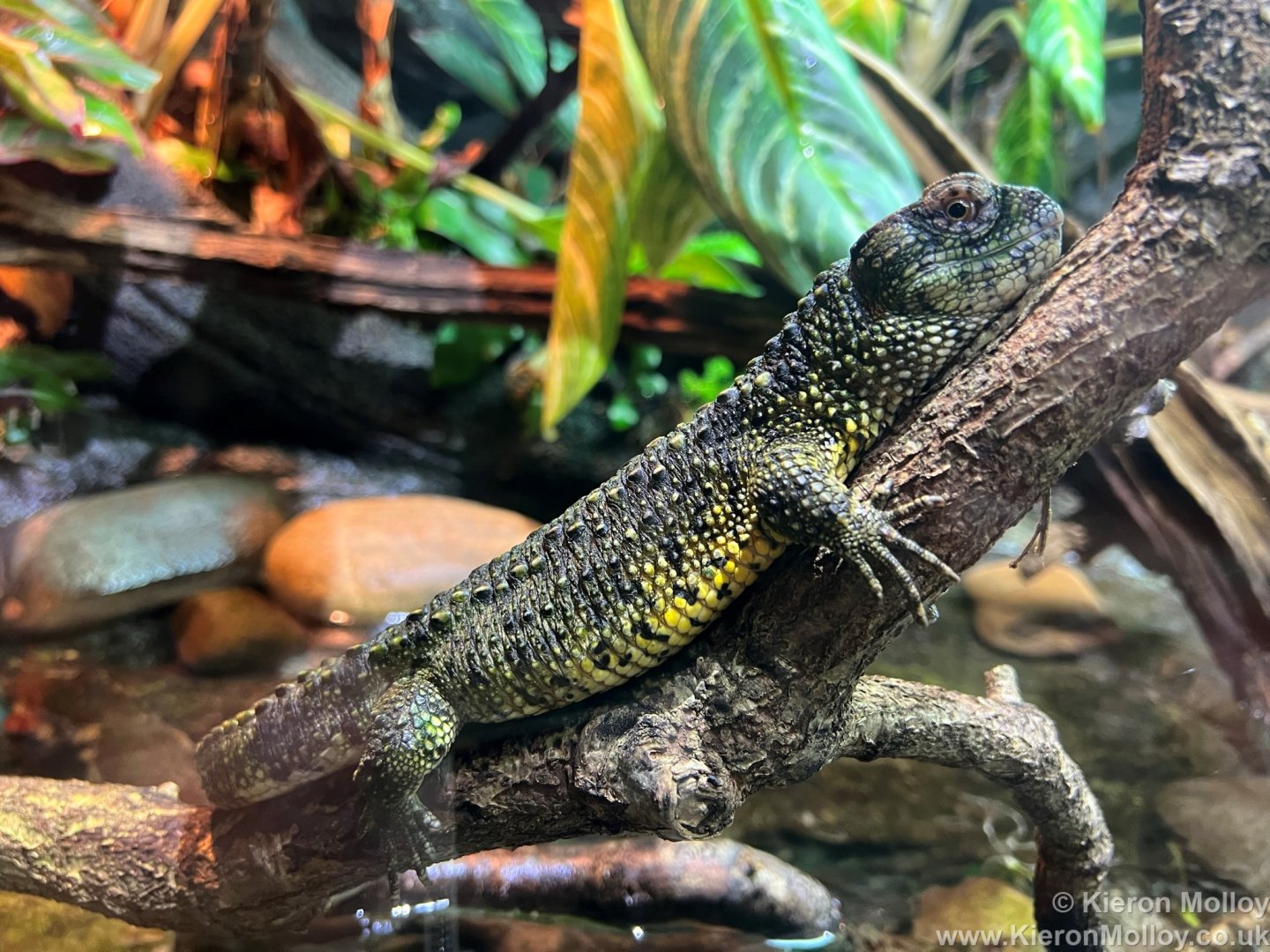 Chinese crocodile lizard
