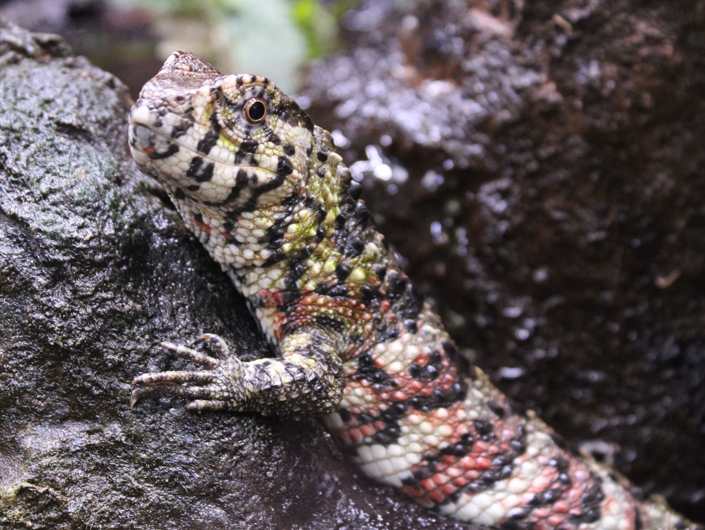 Chinese crocodile lizard