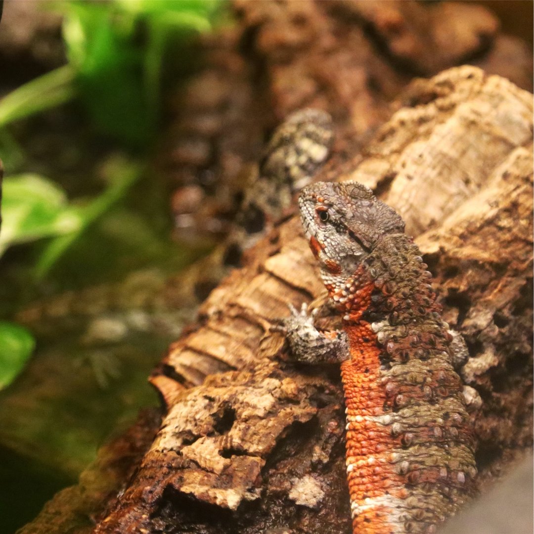 Chinese Crocodile Lizard
