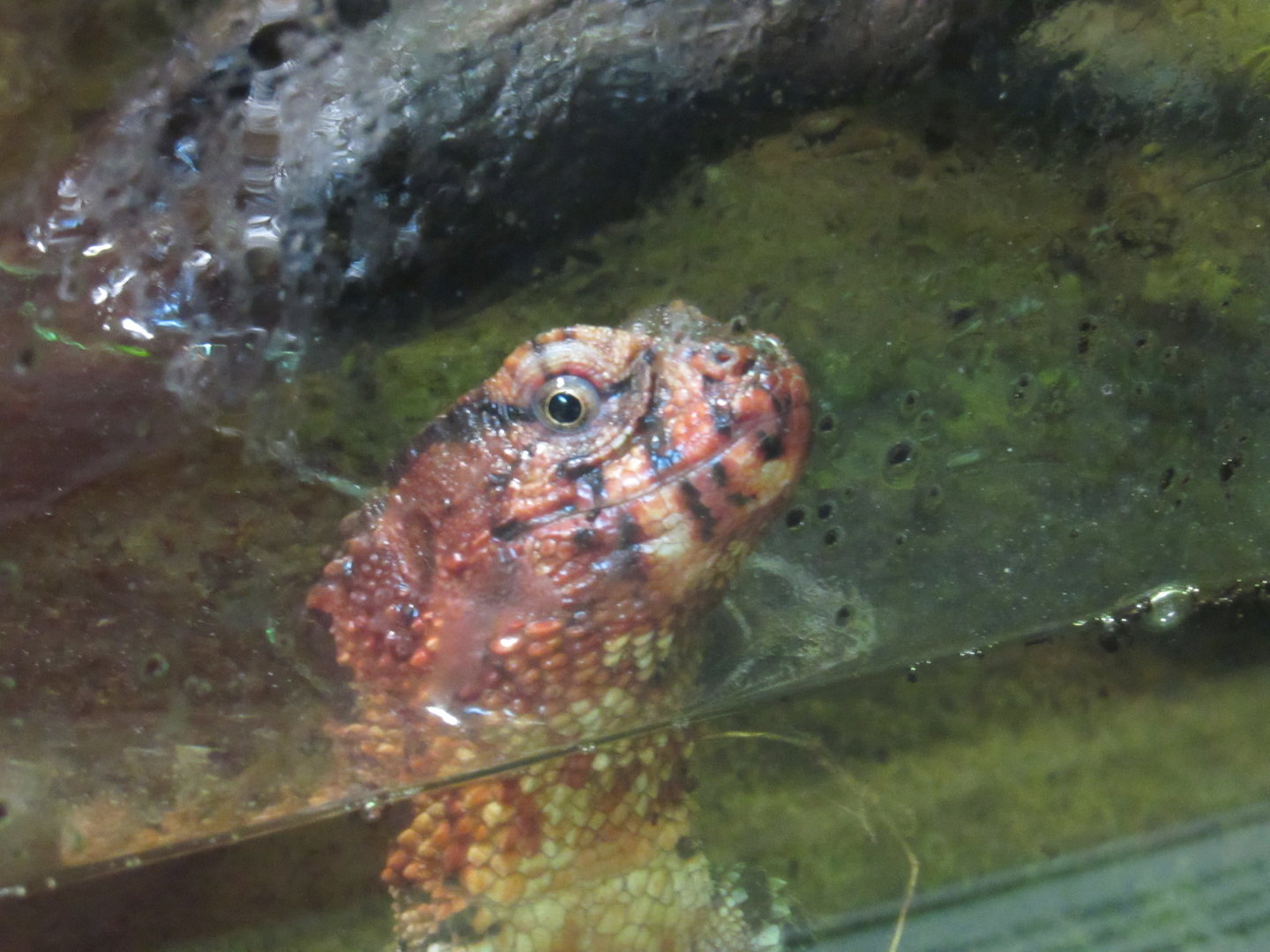 Chinese Crocodile Lizard