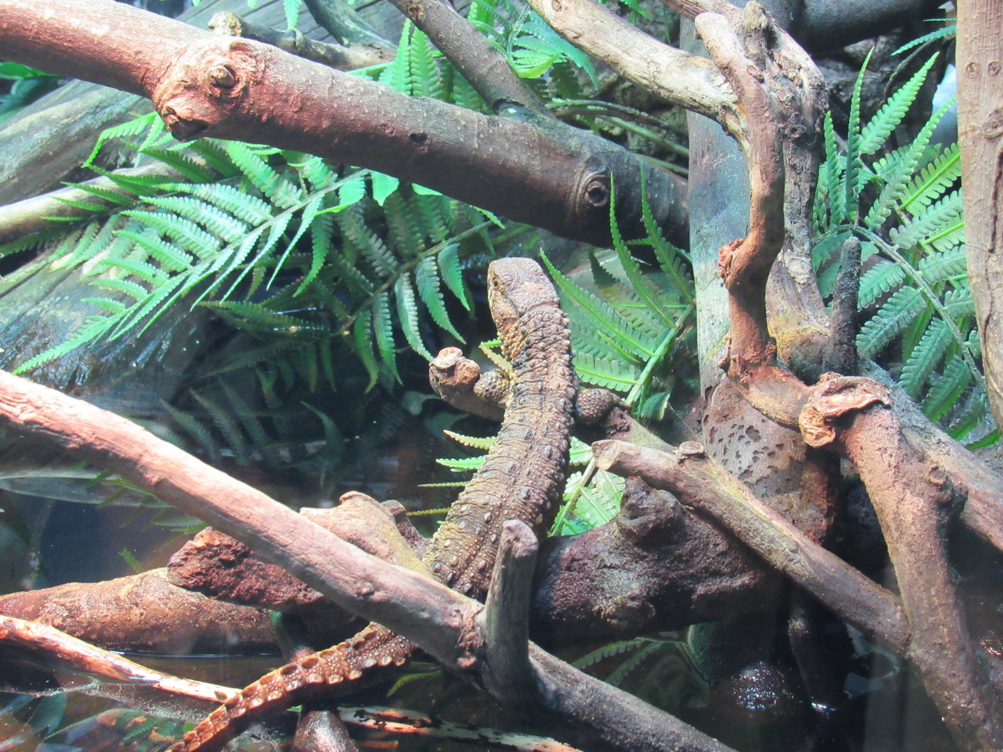 Chinese Crocodile Lizard