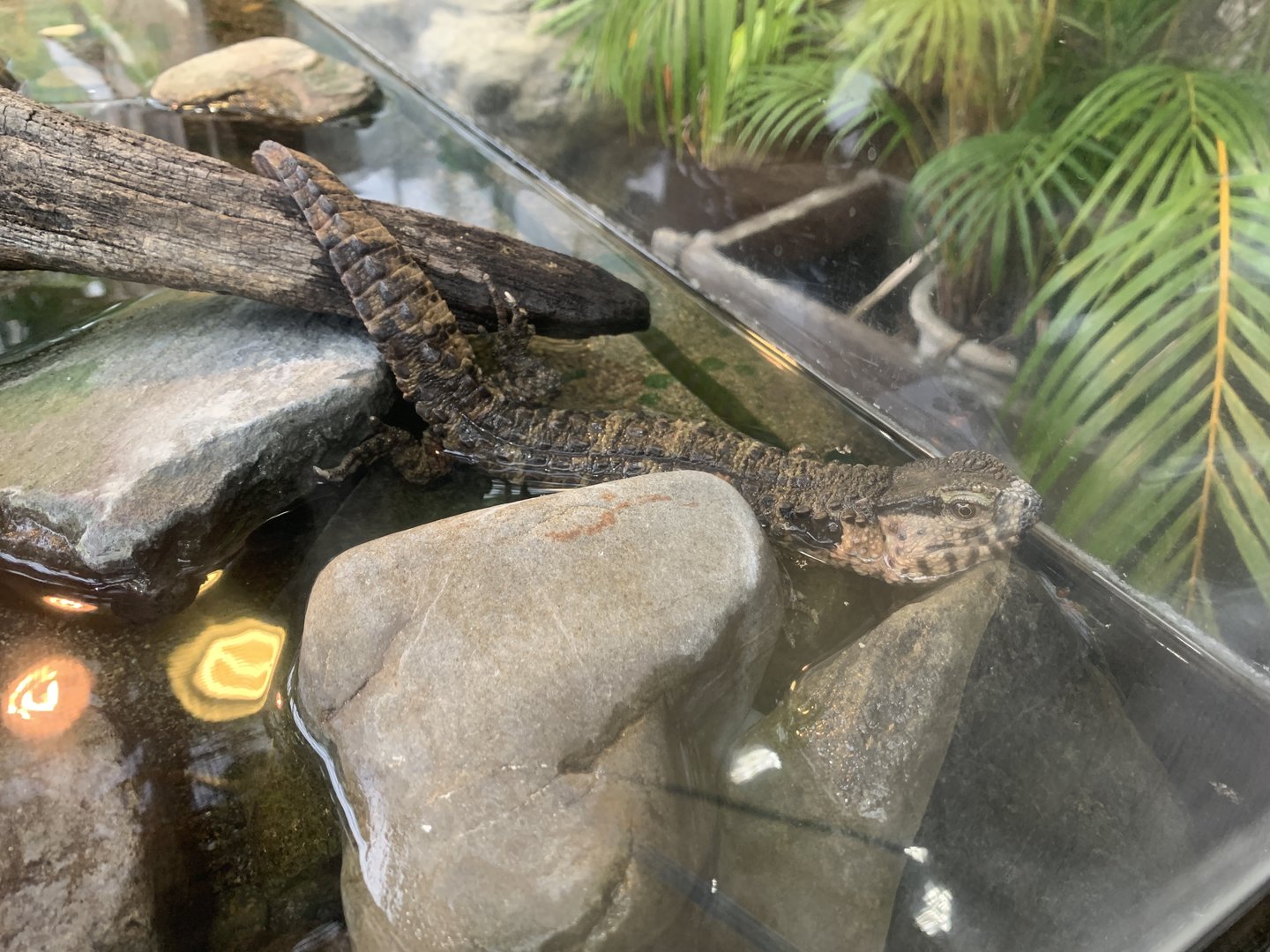 Chinese Crocodile Lizard