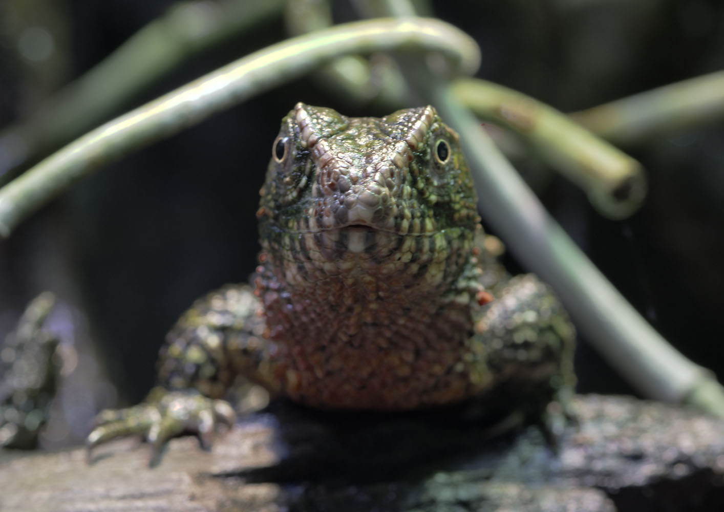 Chinese crocodile lizard