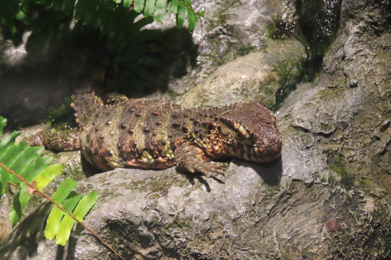 Chinese crocodile lizard