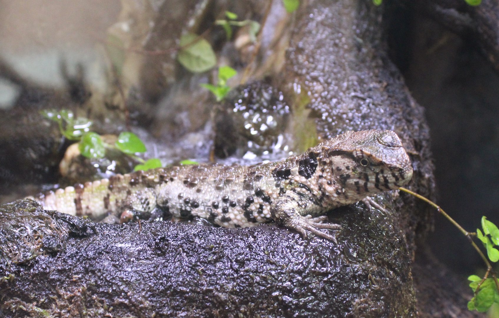 Chinese crocodile lizard