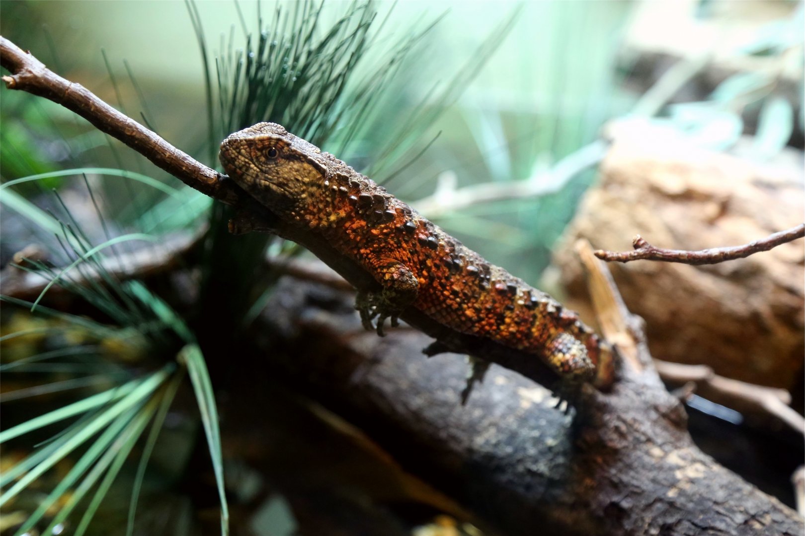 Chinese Crocodile Lizard