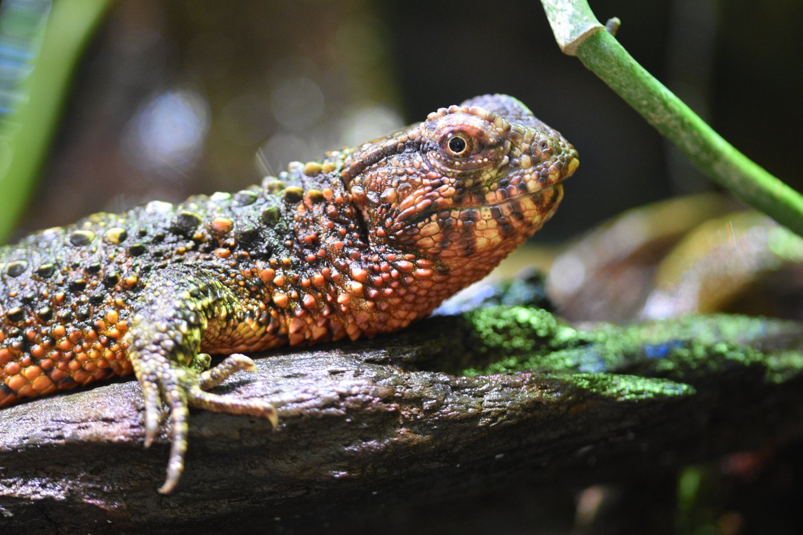 Chinese crocodile lizard