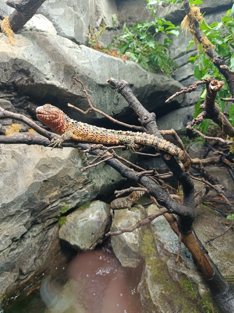 Chinese Crocodile Lizard