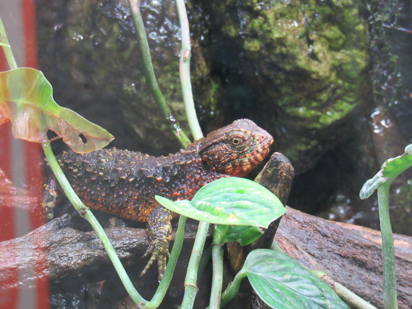 Chinese crocodile lizard