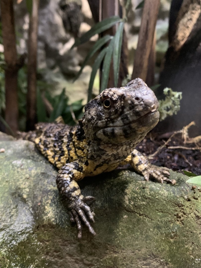 Chinese crocodile lizard