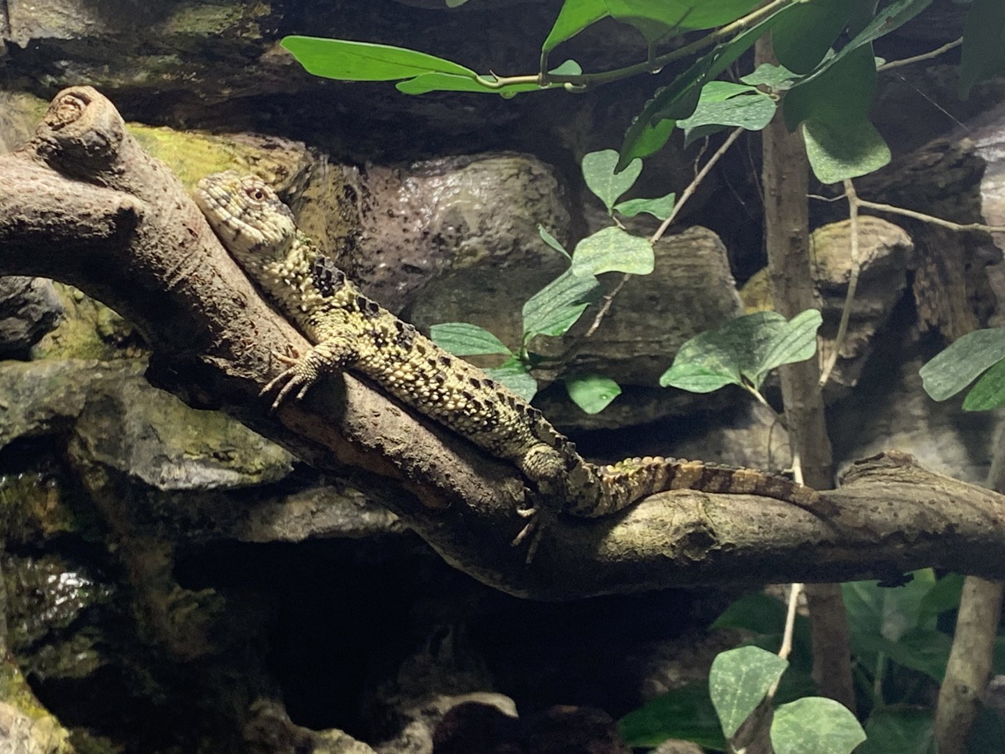 Chinese crocodile lizard