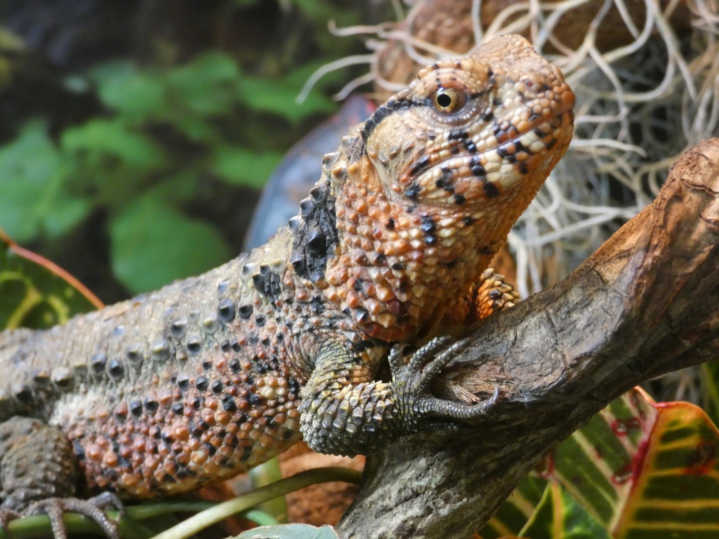 Chinese crocodile lizard