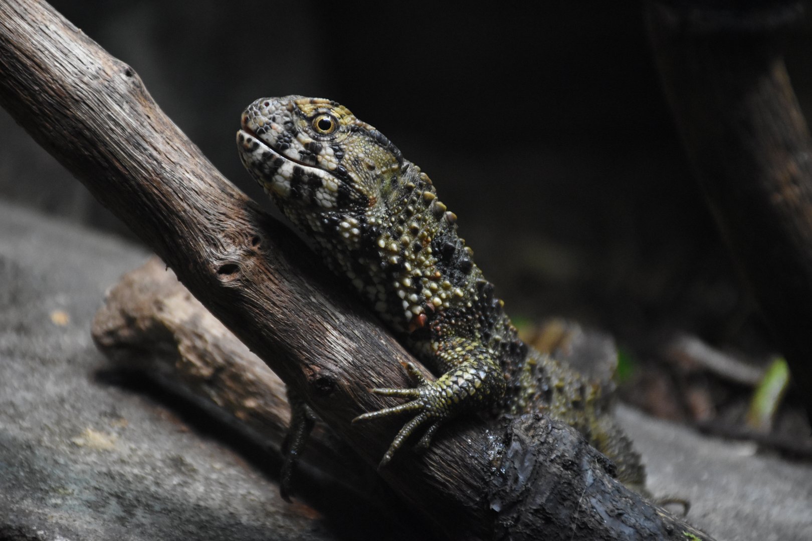 Chinese crocodile lizard