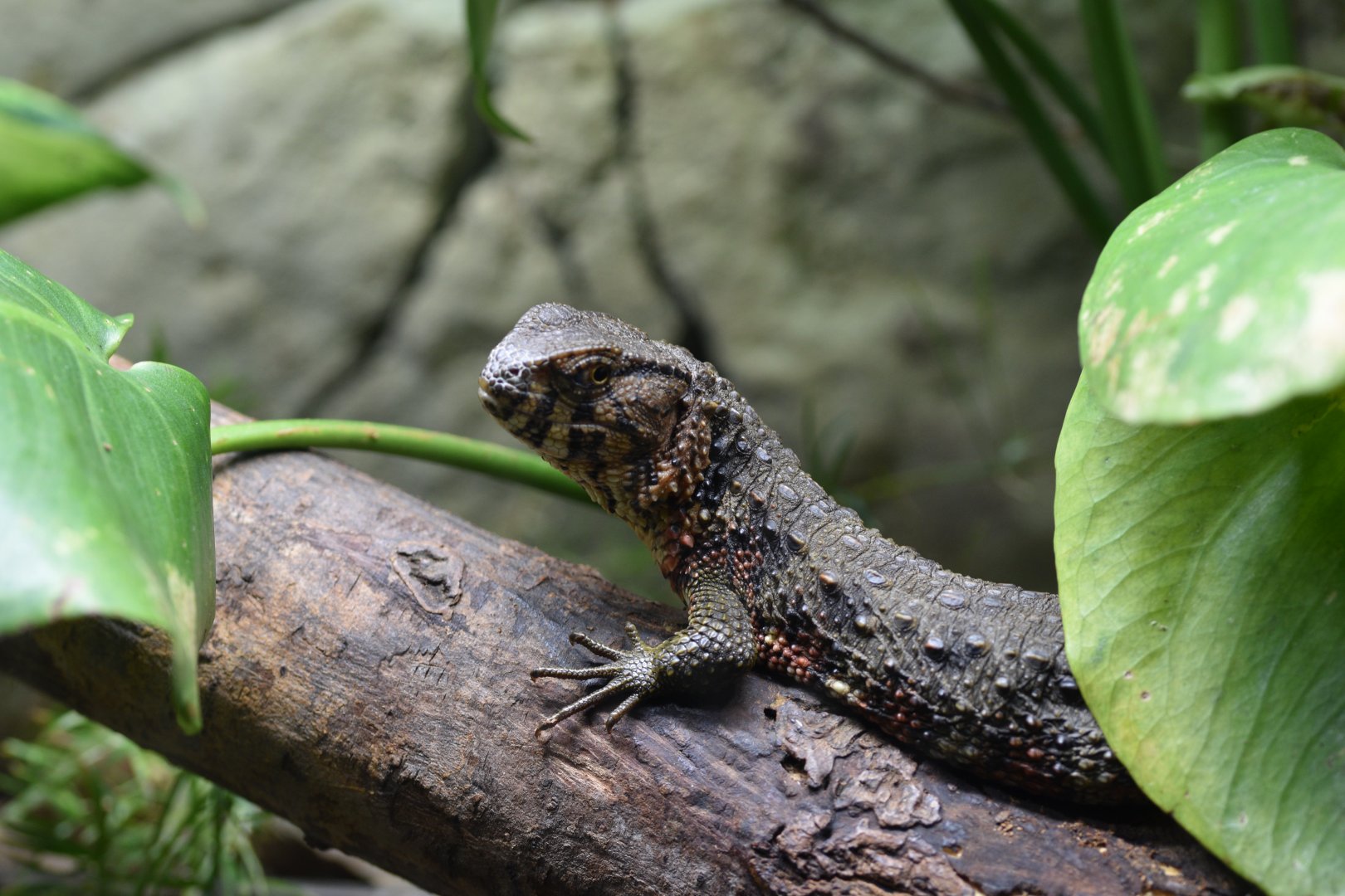 Chinese crocodile lizard