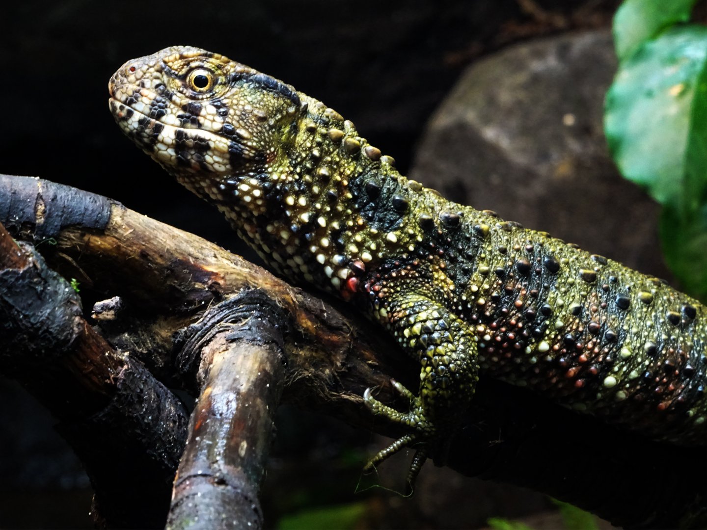 Chinese crocodile lizard