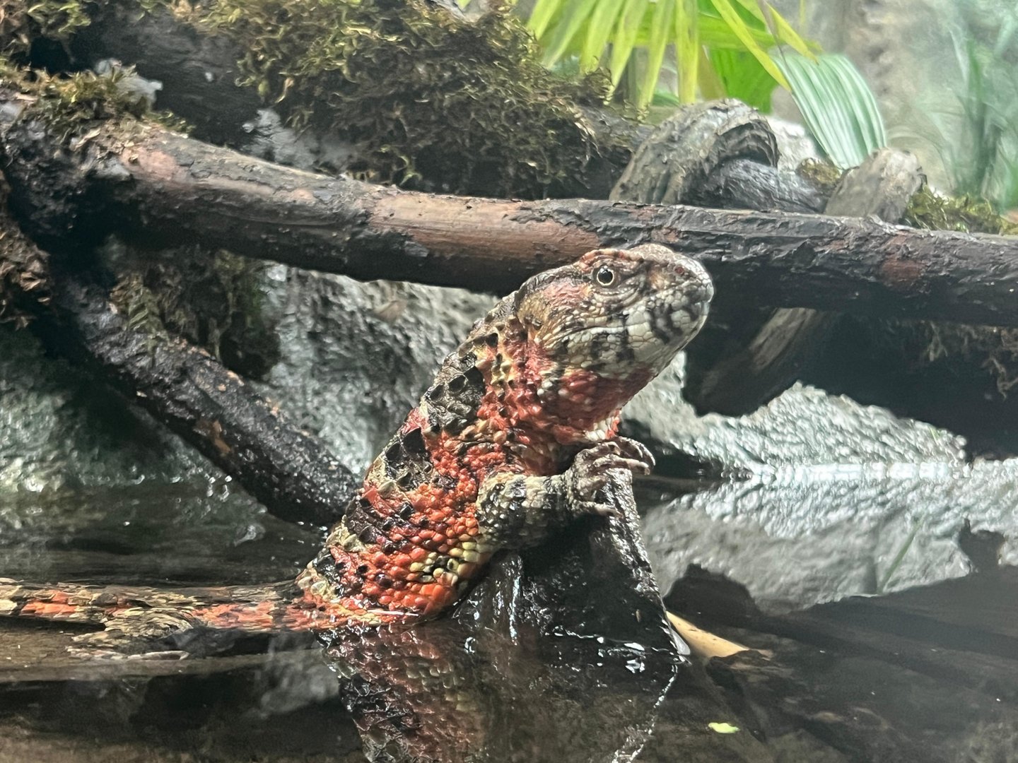 Chinese Crocodile Lizard