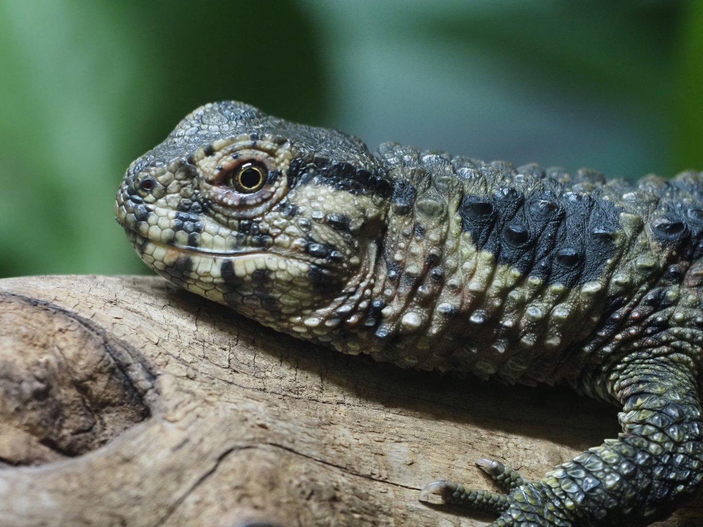 Chinese Crocodile Lizard