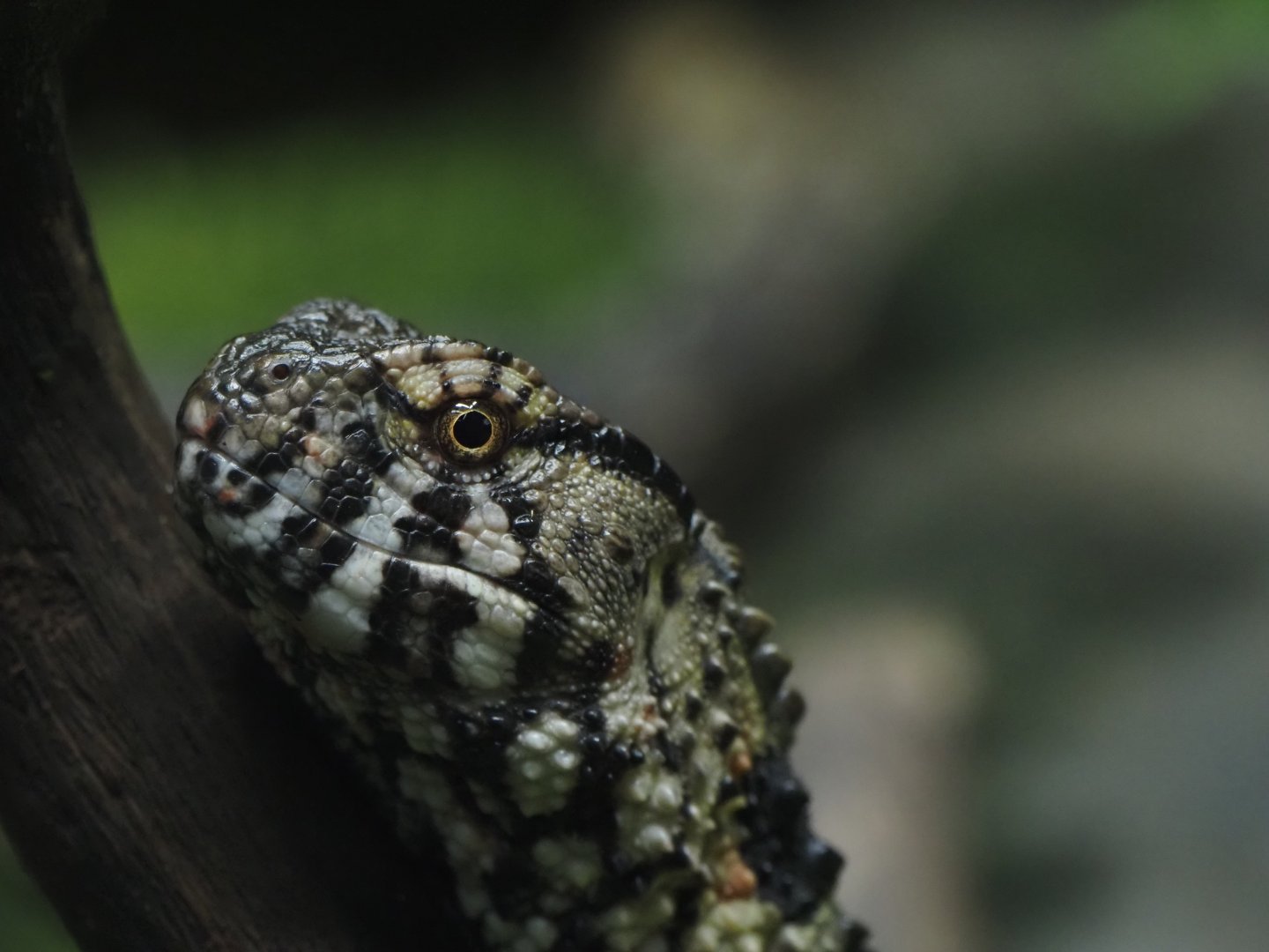 Chinese Crocodile Lizard