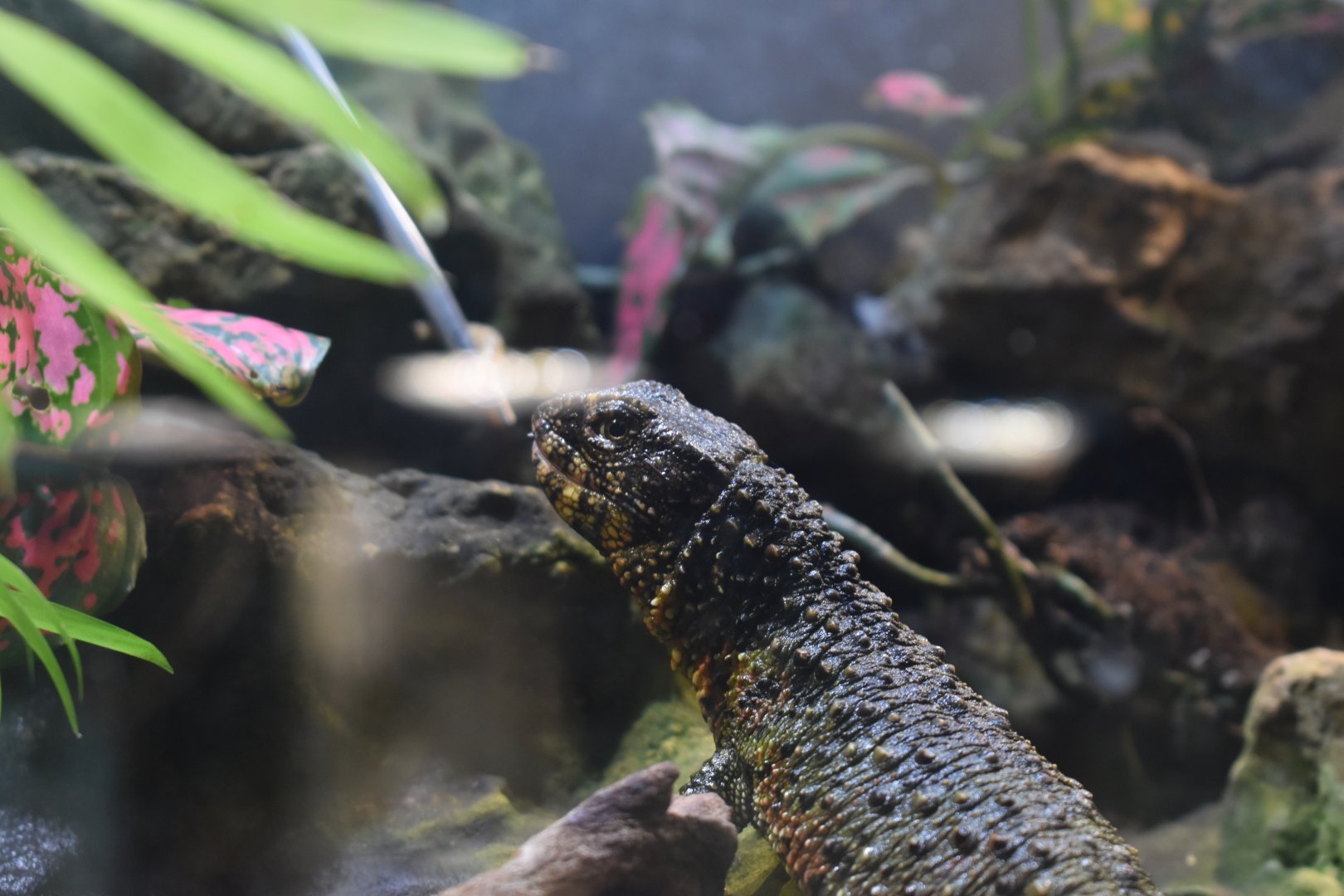 Chinese Crocodile Lizard