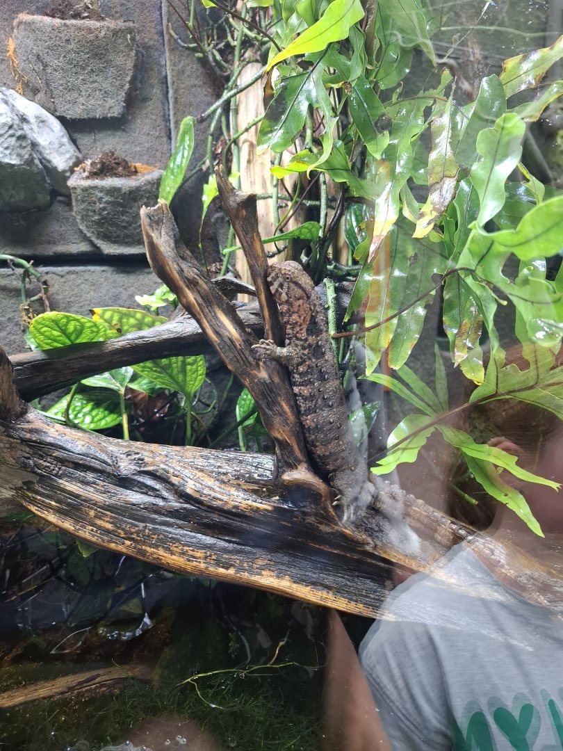 Chinese Crocodile Lizard