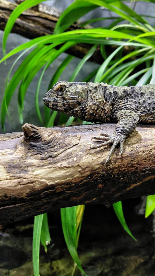 Chinese crocodile lizard
