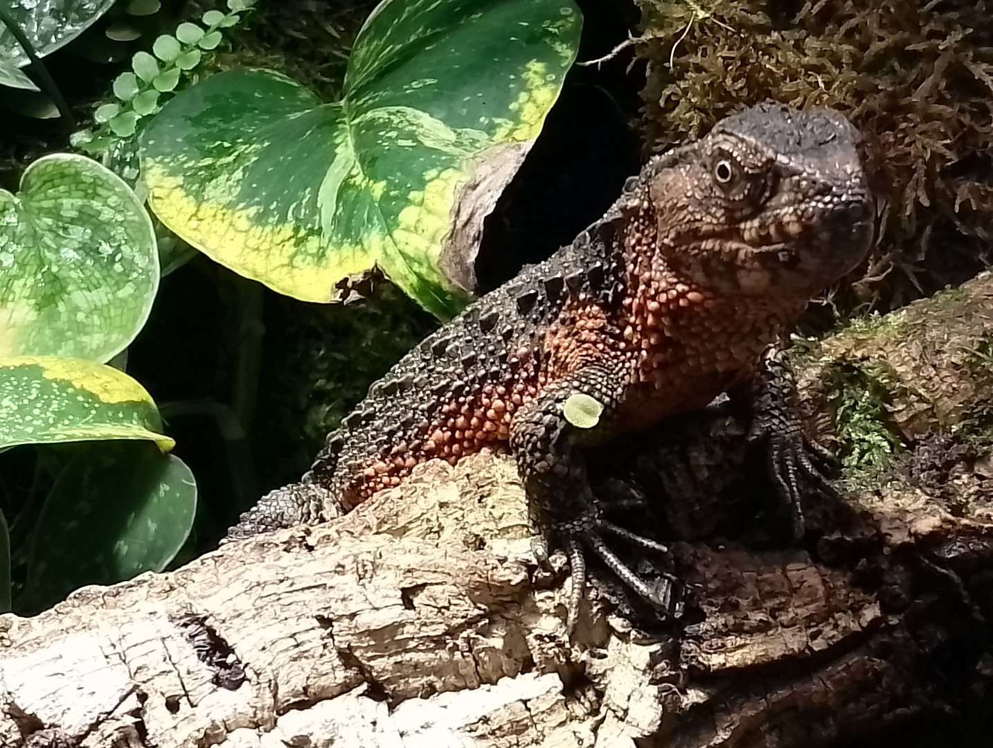 Chinese crocodile lizard