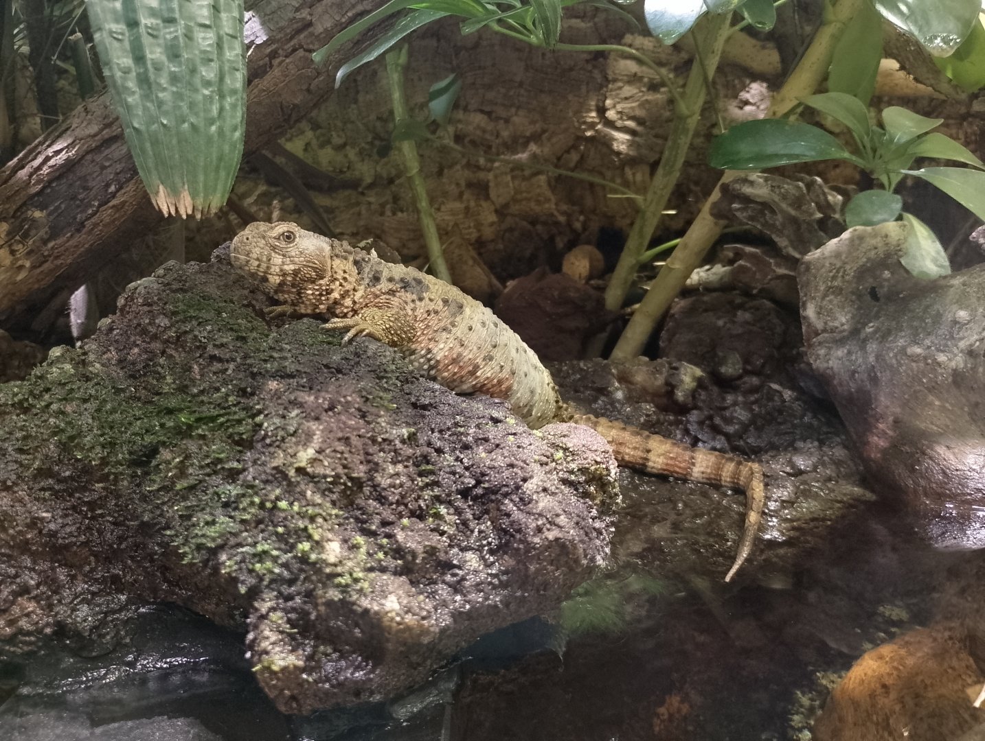 Chinese crocodile lizard