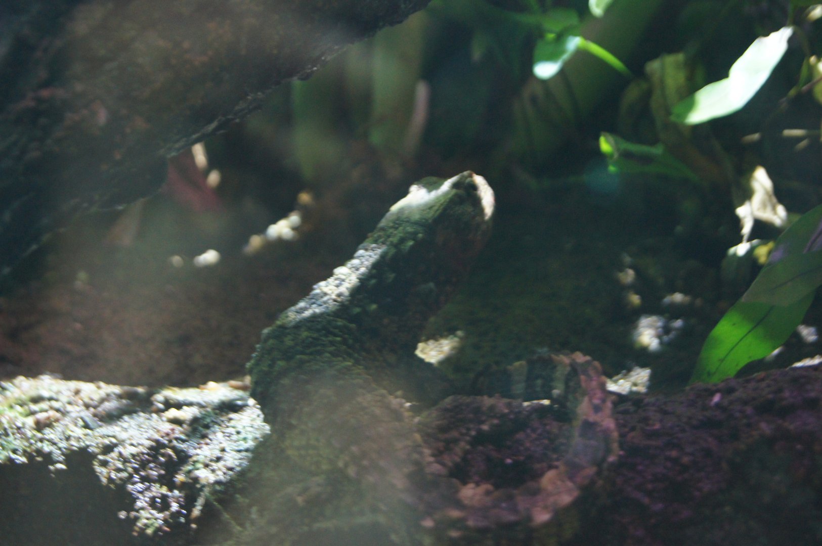 Chinese Crocodile Lizard