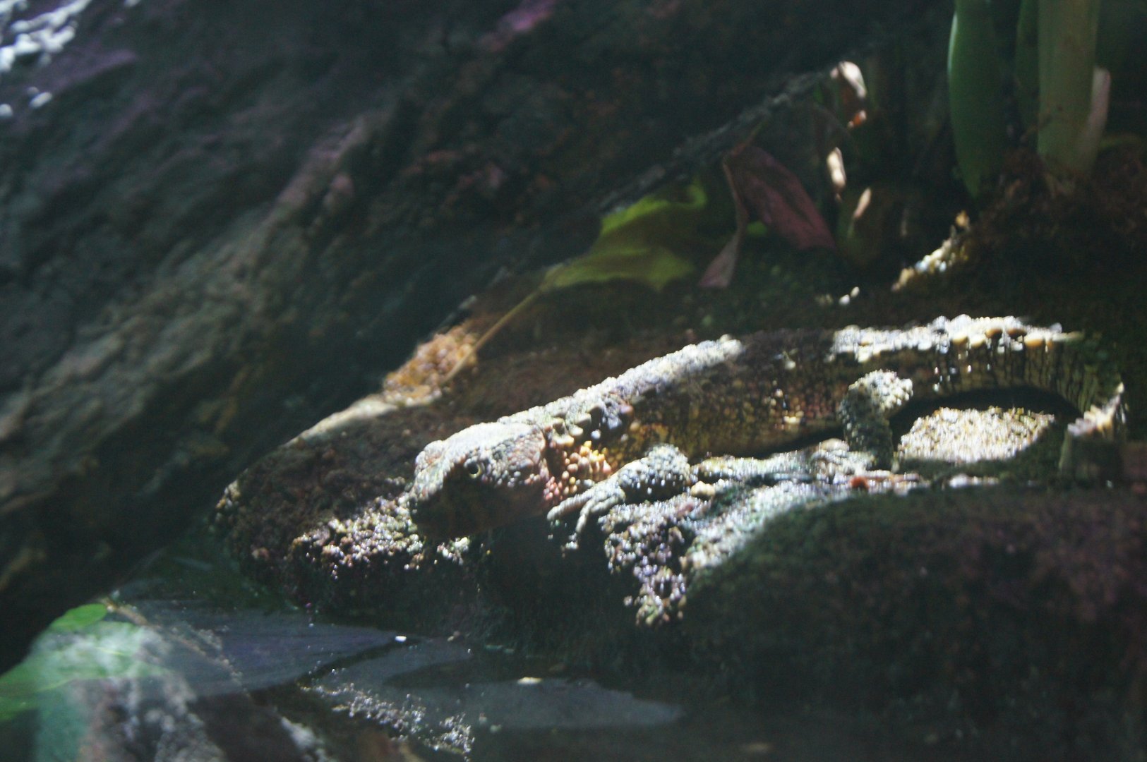 Chinese Crocodile Lizard