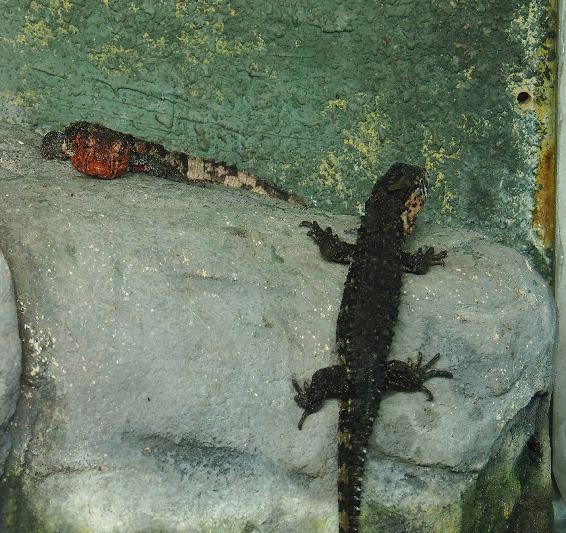 Chinese crocodile lizards (Shinisaurus crocodilurus crocodilurus), 2023-07-22