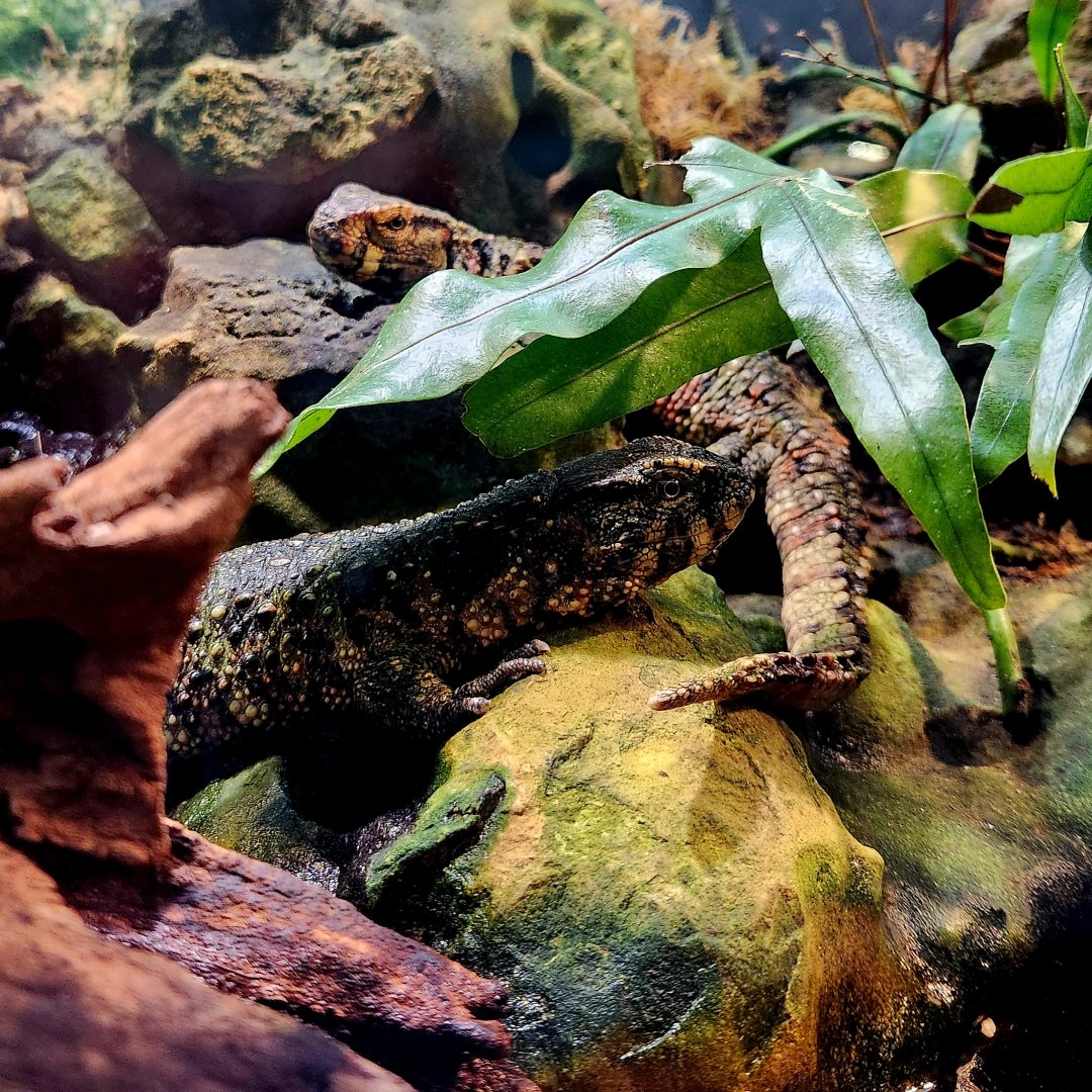 Chinese Crocodile Lizards (Shinisaurus crocodilurus)