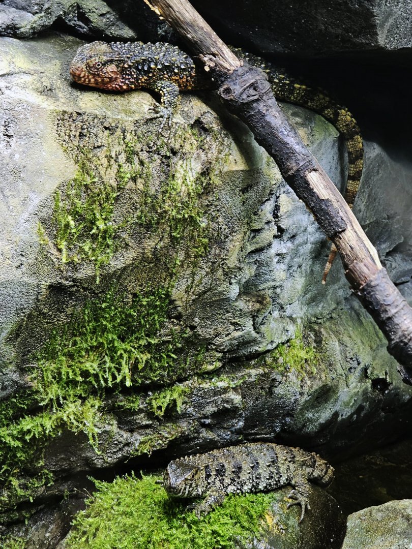 Chinese crocodile lizards