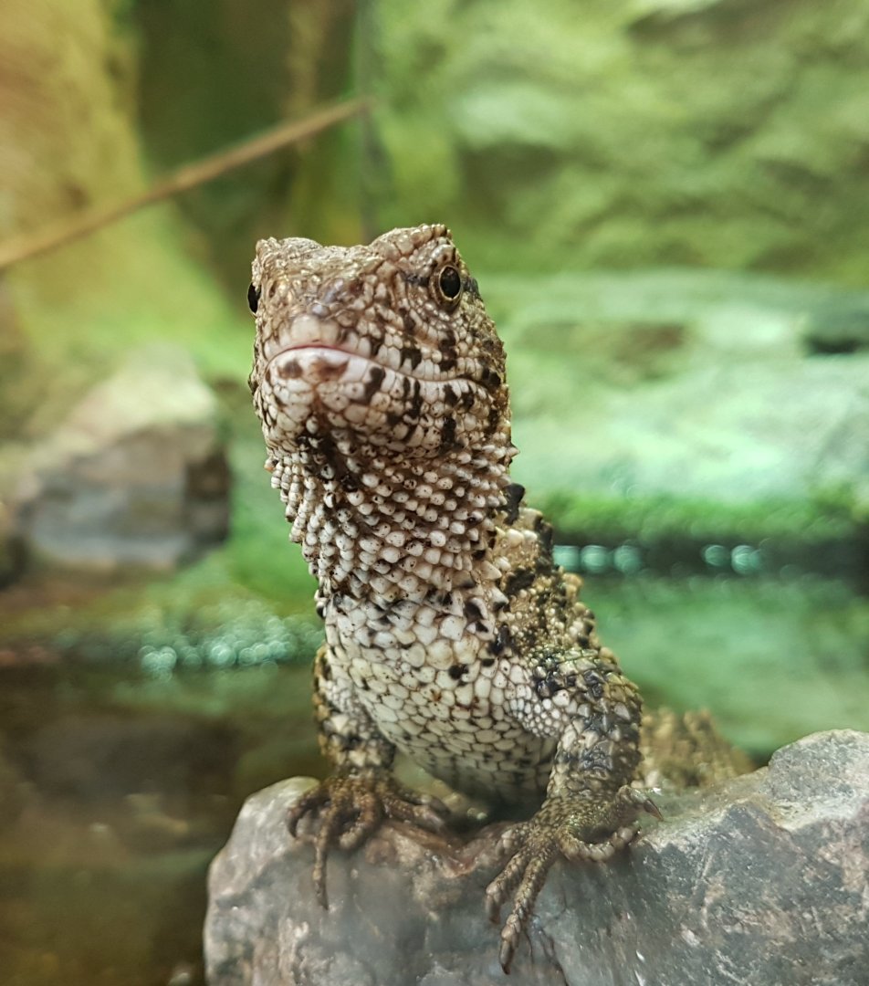 Chinese crocodile-tailed lizard