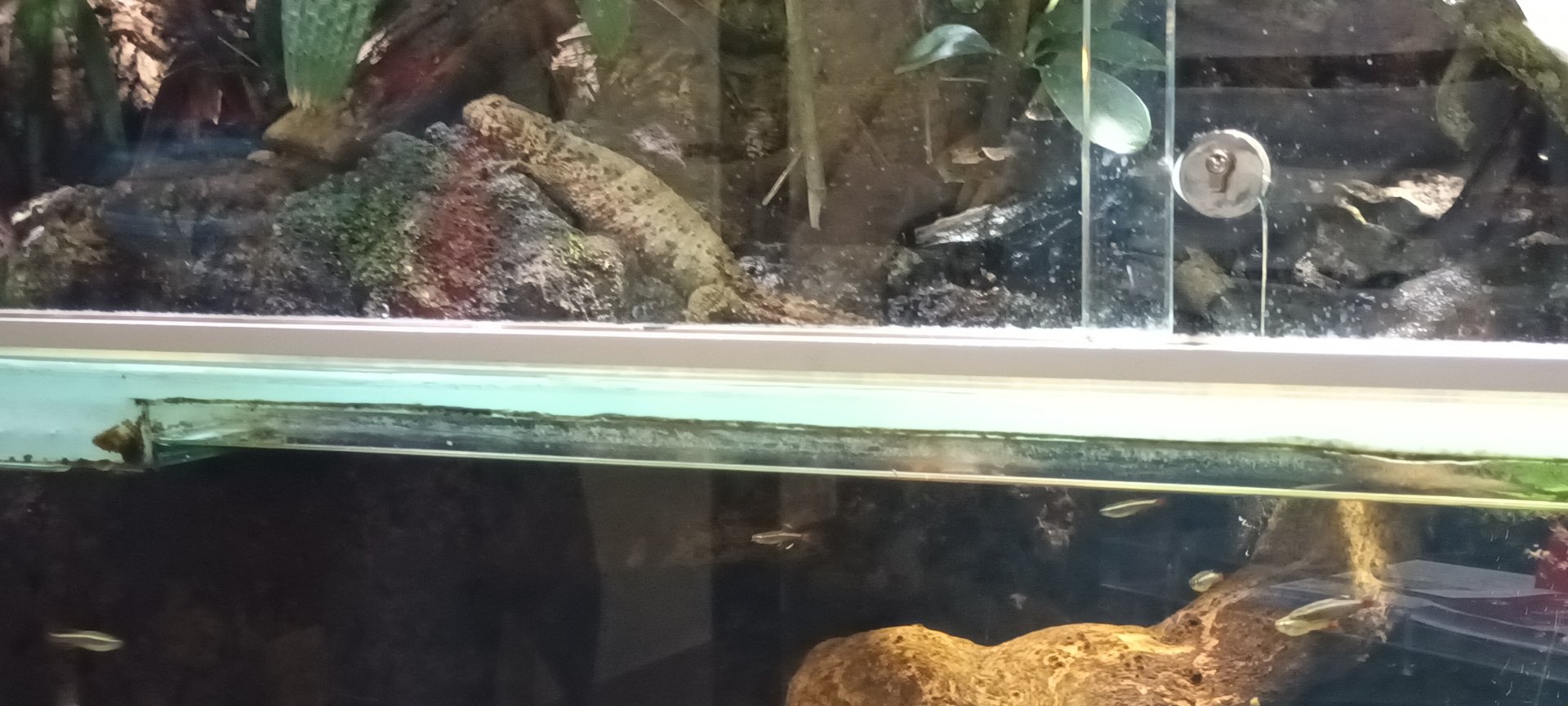 Chinese Danios and Crocodile Lizard
