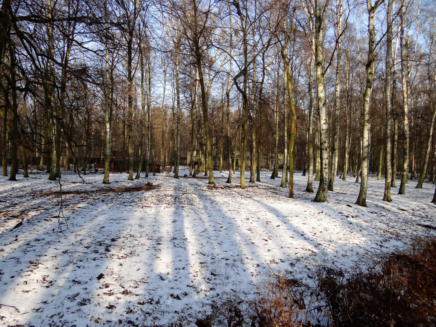 Chinese deer enclosure
