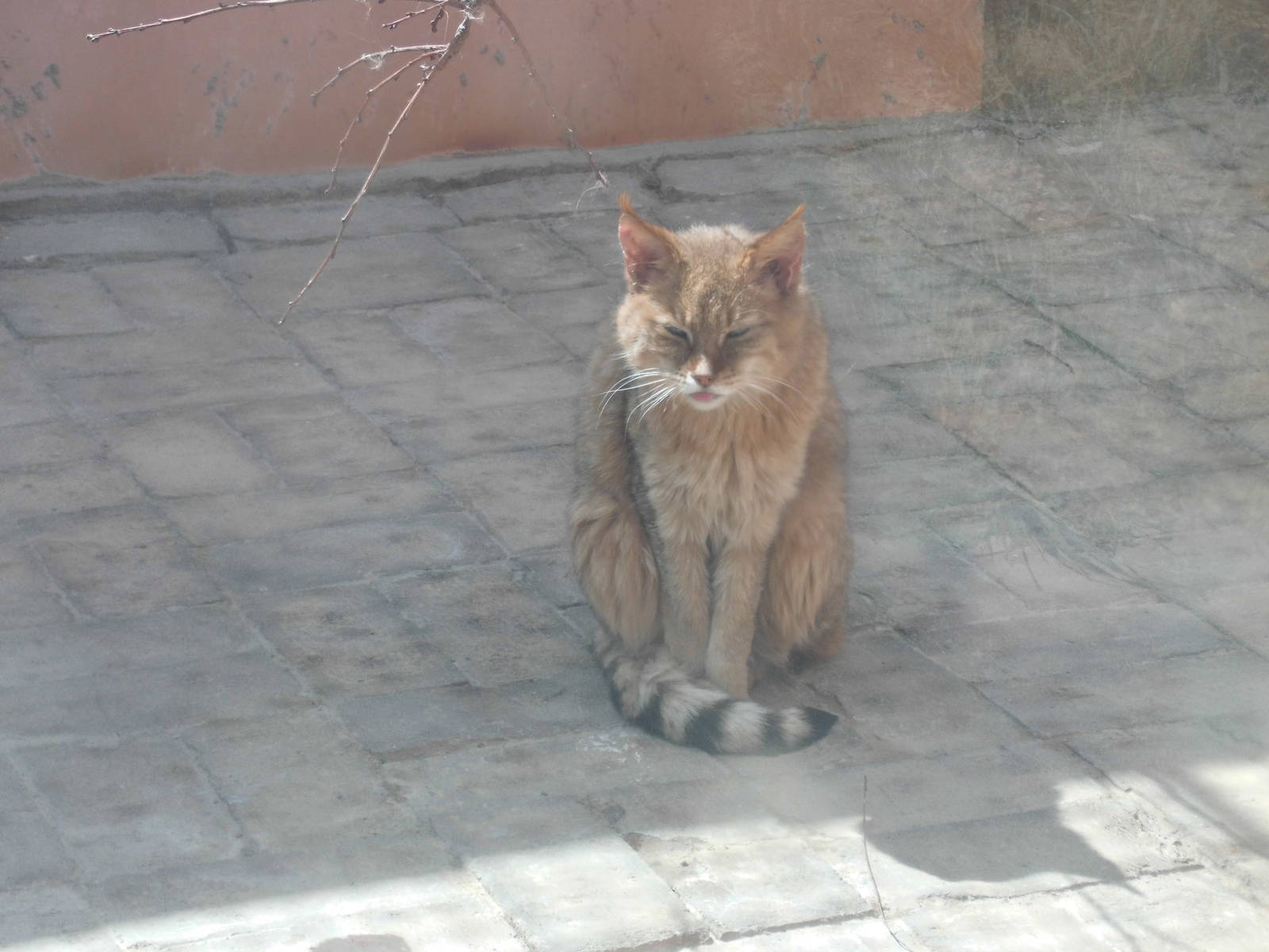 Chinese desert cat at Qinghai-Tibet Plateau Wildlife zoo 2014-5-15