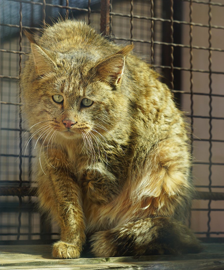 Chinese desert cat (Felis bieti)