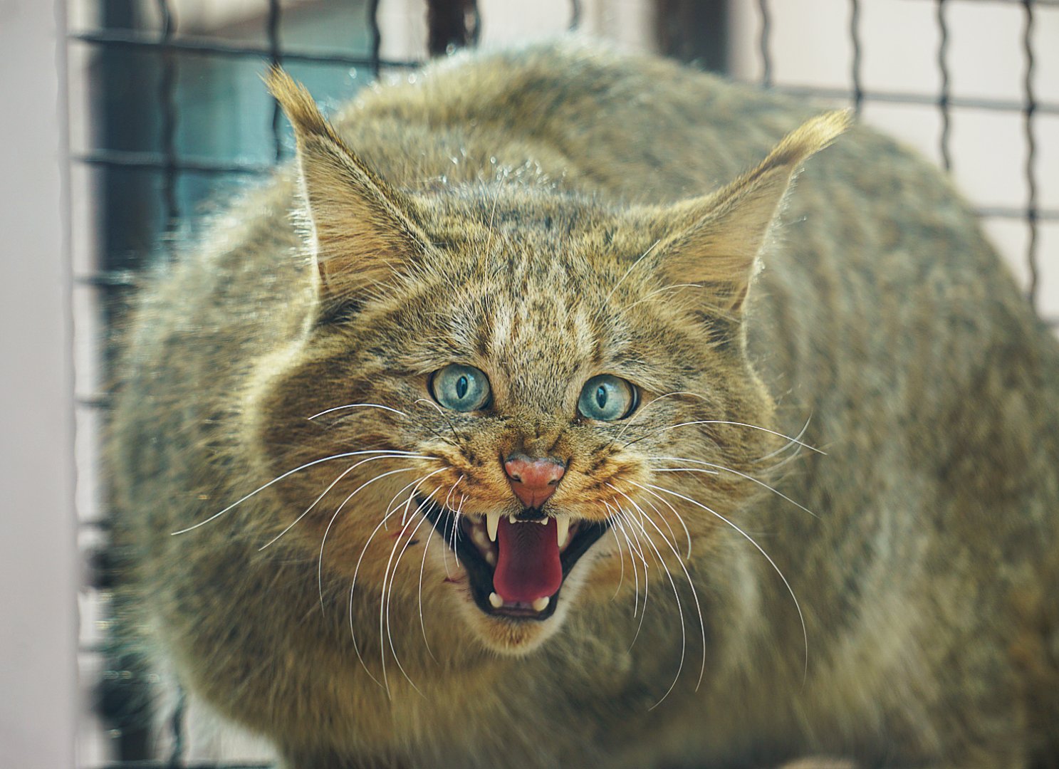 Chinese desert cat (Felis bieti)