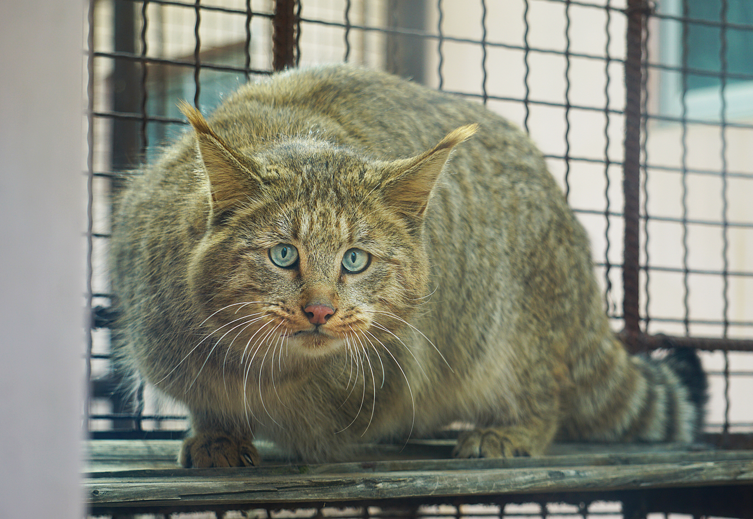 Chinese desert cat (Felis bieti)
