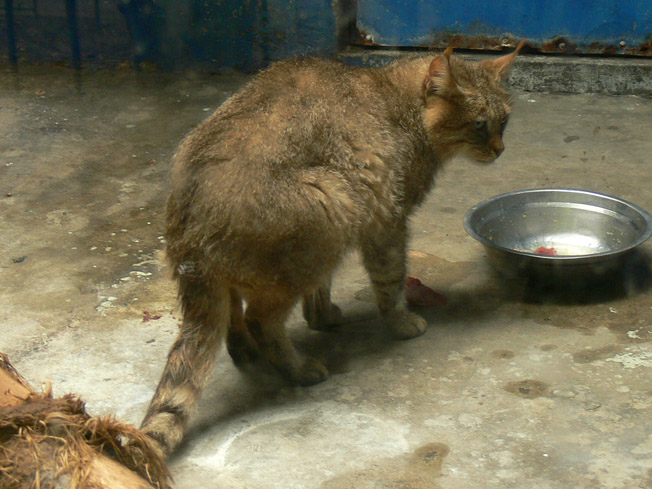 Chinese desert cat